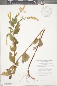 Solidago sphacelata image