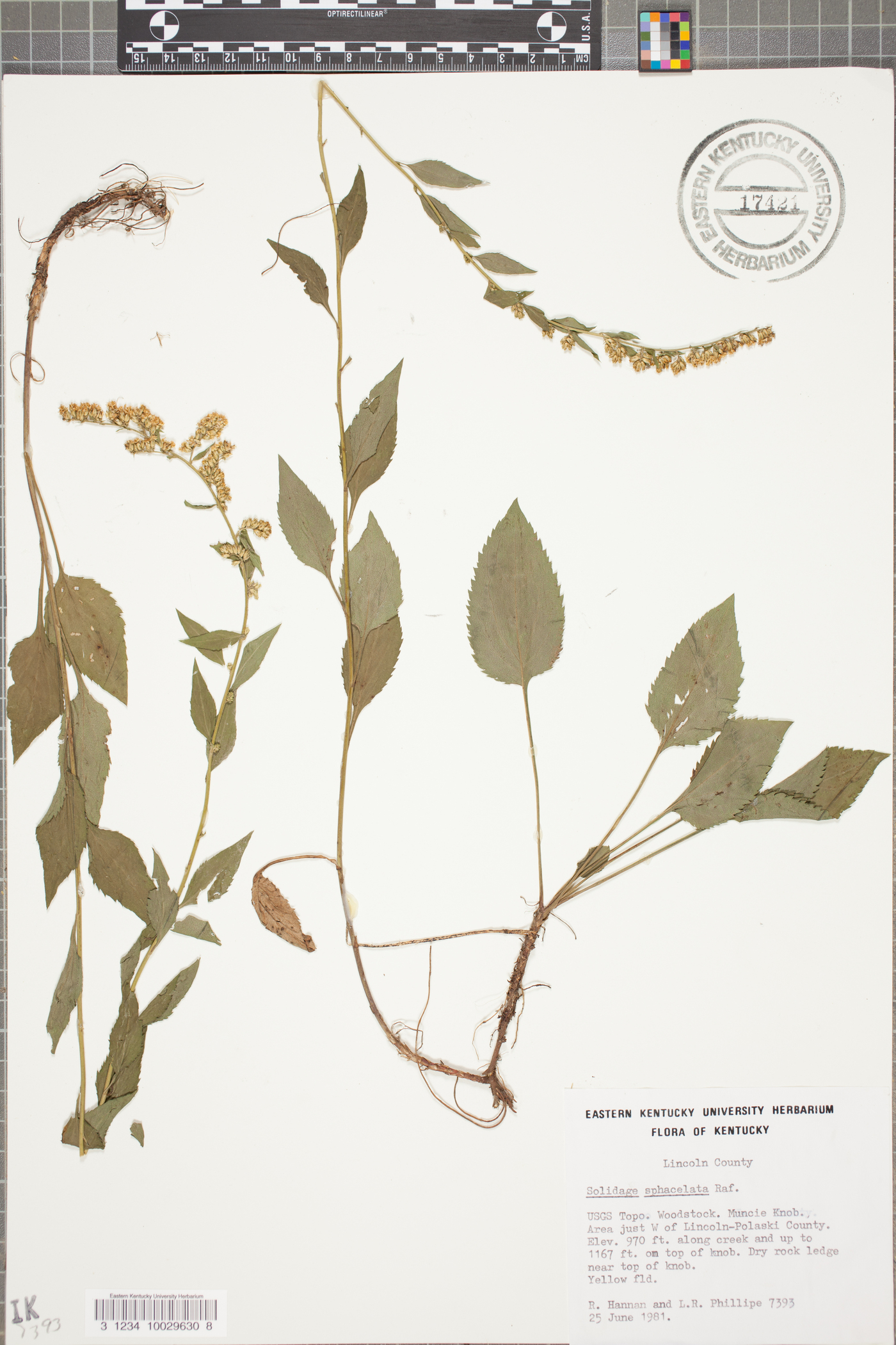 Solidago sphacelata image