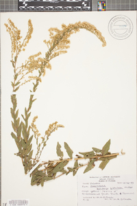 Solidago fistulosa image