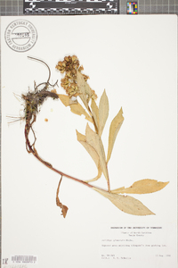 Solidago glomerata image