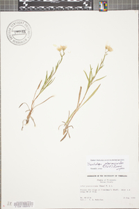 Solidago ptarmicoides image