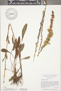 Solidago stricta image