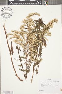 Solidago tarda image