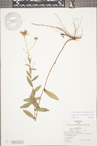 Symphyotrichum georgianum image