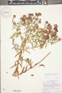 Symphyotrichum novae-angliae image