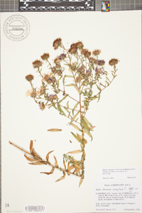 Symphyotrichum novae-angliae image