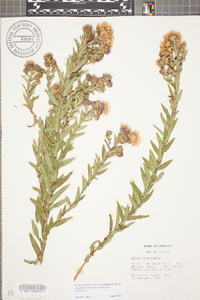 Symphyotrichum novae-angliae image