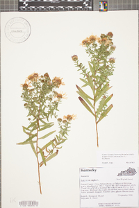 Symphyotrichum novae-angliae image