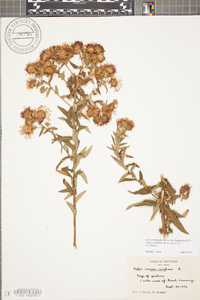 Symphyotrichum novae-angliae image