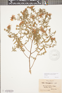 Symphyotrichum oblongifolium image