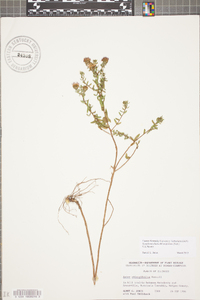 Symphyotrichum oblongifolium image