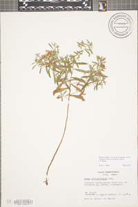 Symphyotrichum oblongifolium image