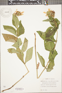 Tectaria heracleifolia image