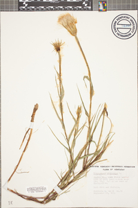 Tragopogon pratensis image