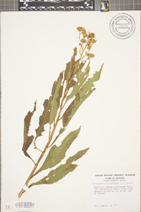 Verbesina alternifolia image