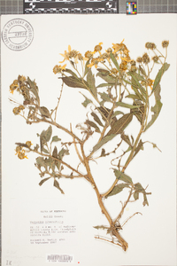 Verbesina alternifolia image