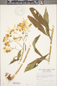 Verbesina alternifolia image