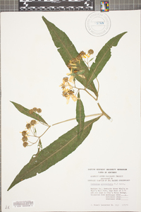 Verbesina alternifolia image