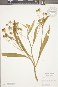 Verbesina alternifolia image