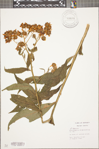 Verbesina alternifolia image