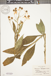 Verbesina alternifolia image