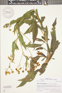 Verbesina alternifolia image