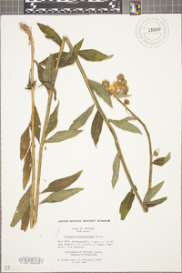 Verbesina helianthoides image