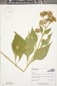 Verbesina occidentalis image