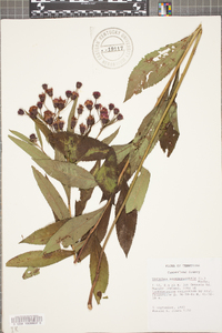 Vernonia noveboracensis image