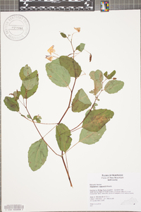 Impatiens pallida image