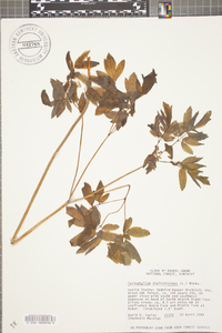 Caulophyllum thalictroides image