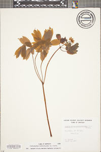 Caulophyllum thalictroides image