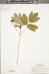 Caulophyllum thalictroides image