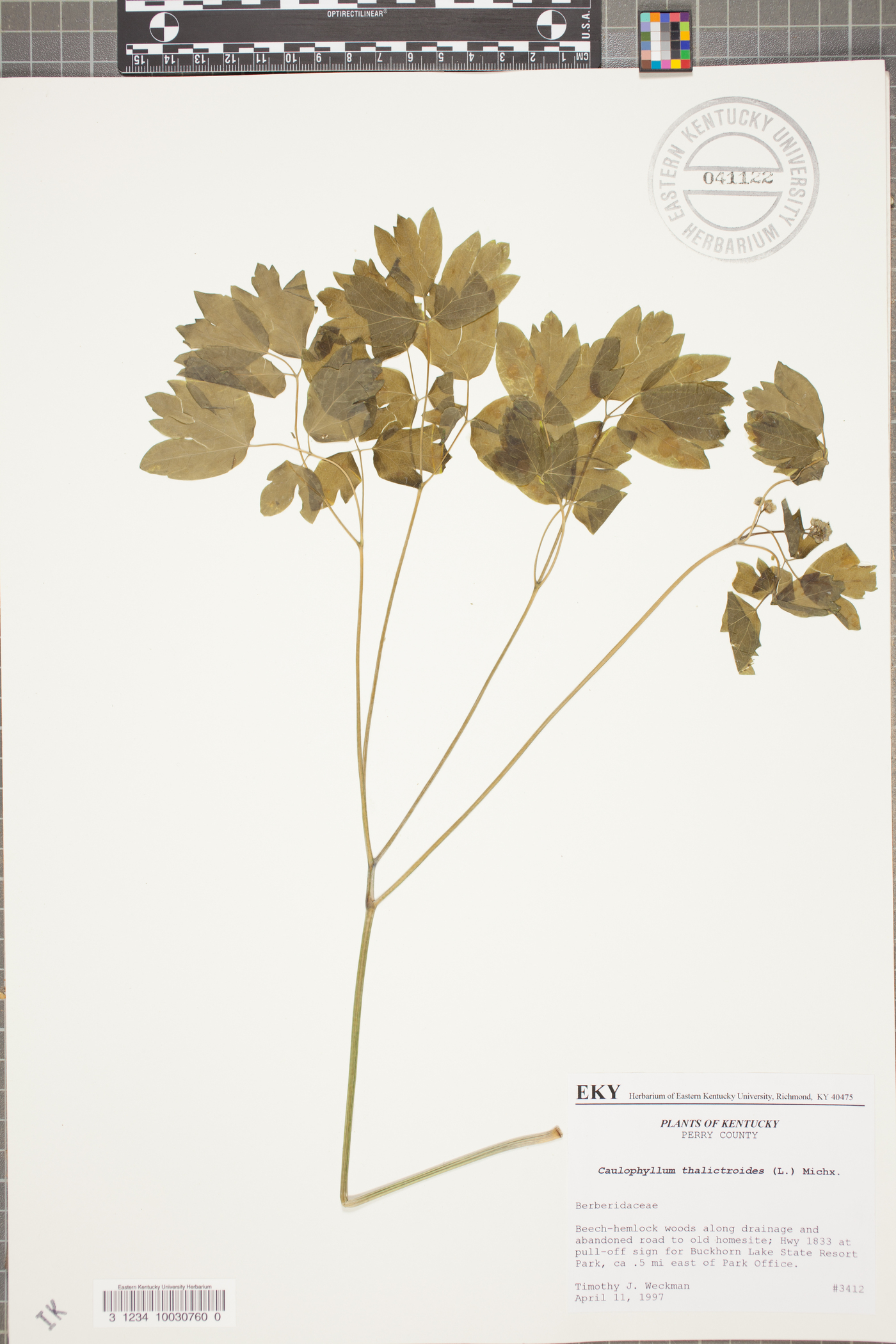 Caulophyllum thalictroides var. giganteum image