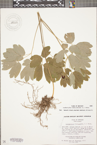 Caulophyllum thalictroides image