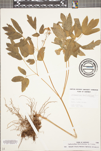 Caulophyllum thalictroides image