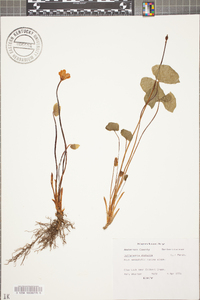 Jeffersonia diphylla image