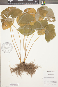 Jeffersonia diphylla image