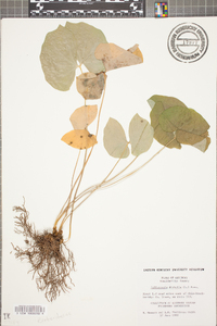 Jeffersonia diphylla image