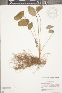 Jeffersonia diphylla image