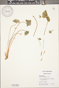 Jeffersonia diphylla image