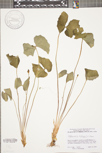 Jeffersonia diphylla image