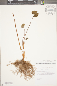 Jeffersonia diphylla image