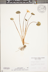 Jeffersonia diphylla image