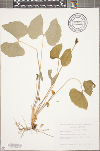 Jeffersonia diphylla image