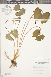 Jeffersonia diphylla image