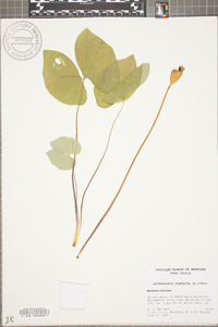 Jeffersonia diphylla image