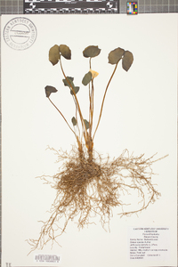 Jeffersonia diphylla image