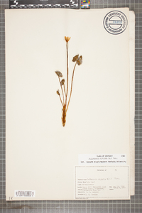 Jeffersonia diphylla image