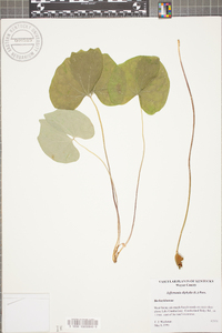 Jeffersonia diphylla image